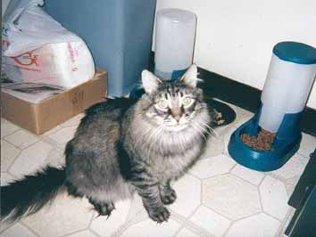 Alexander Graham Bell-the-Cat in the kitchen